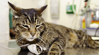 1057847 Cat Bandaged Paw