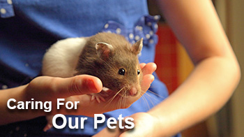 Caring For Our Pets